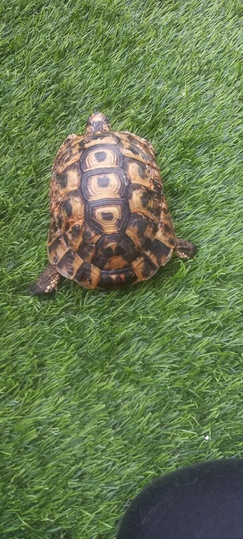 Tortue grecka 200 92230 Gennevilliers
