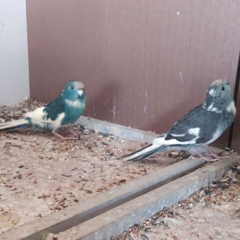 Perruche kakariki 65 81370 Saint-sulpice