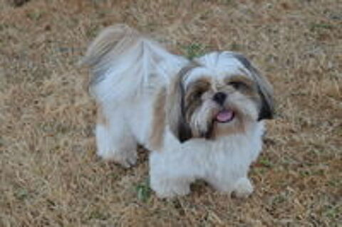   Jeune shih tzu mâle 