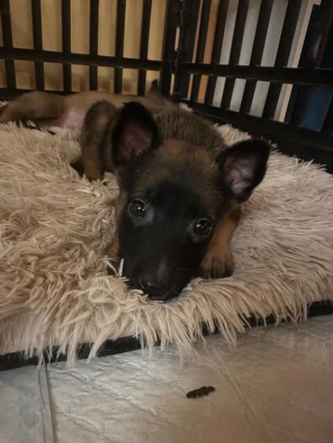 Chien BLACK à l adoption 300 26270 Loriol-sur-drme