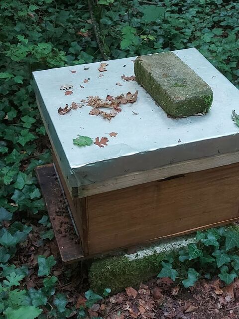 ruche peupl&eacute;e 250 91150 Morigny-champigny
