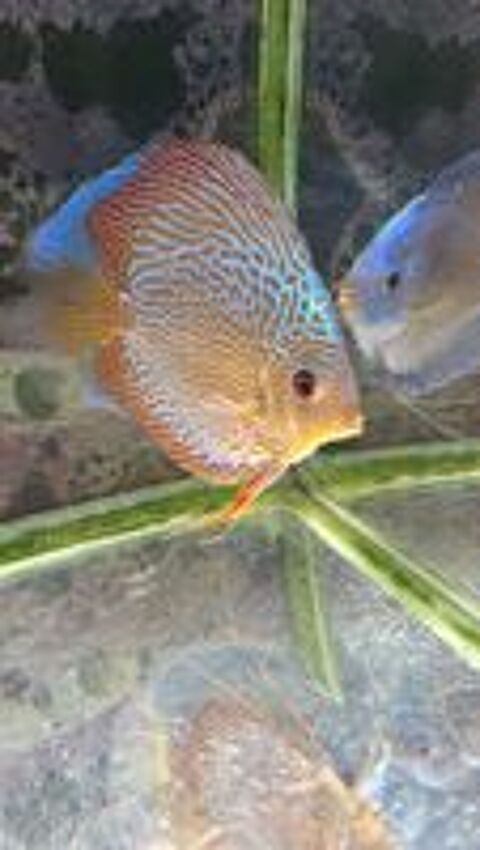   Discus eau robinet 