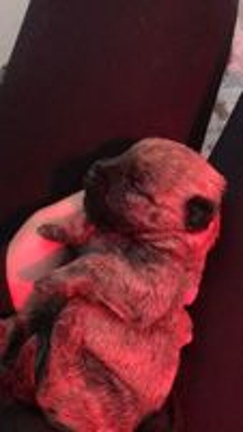   Chiots Cairn Terrier 
