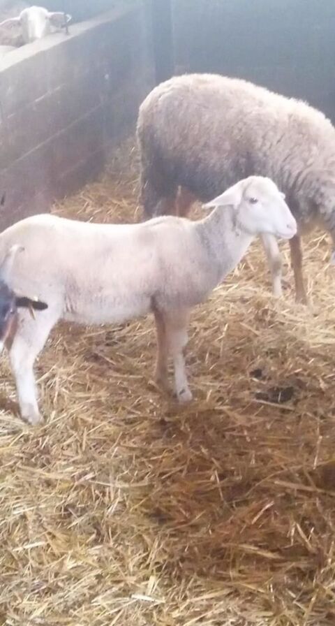 Agnelles lacaune lait 90 03210 Besson