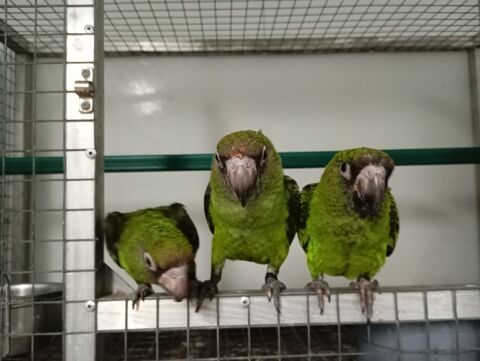 Jeunes Perroquet de Jardine m&acirc;le et femelles 800 47430 Caumont-sur-garonne