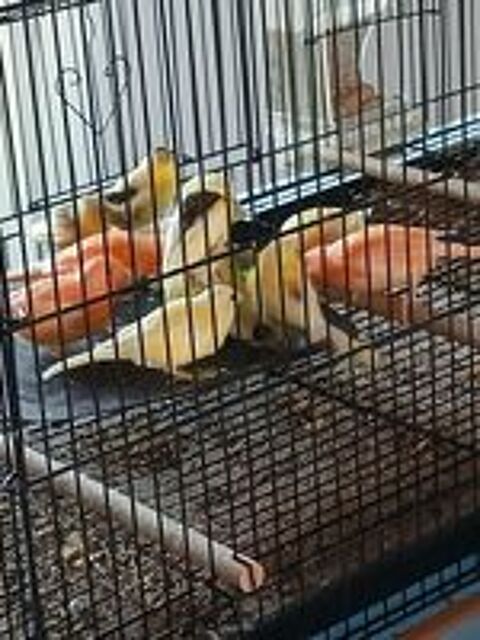   Canaris et Glosthers 