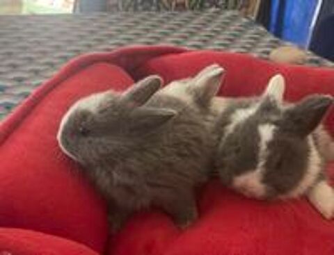   lapins extras nains  