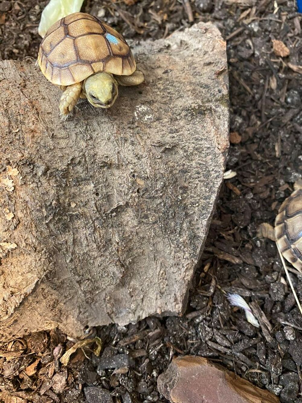   BB tortue  