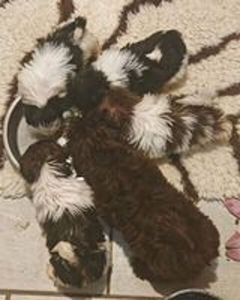   Shih tzu 