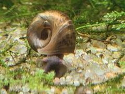   Escargots aquarium planorbes 
