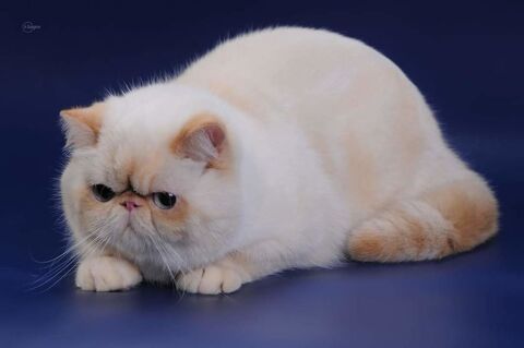 EXOTIC SHORTHAIR COLOURPOINT LOOF MÂLE 1500 45100 Orleans