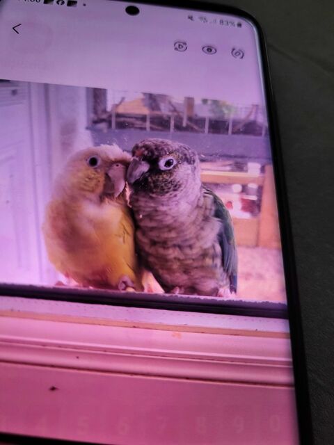 recherche conure femelle 0 Saint-Quentin (02)