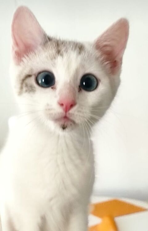 Chatons THEO et ECLIPSE 170 67360 Oberdorf-spachbach