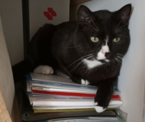 TERRY CHAT NOIR & BLANC 6 ANS 195 92260 Fontenay-aux-roses