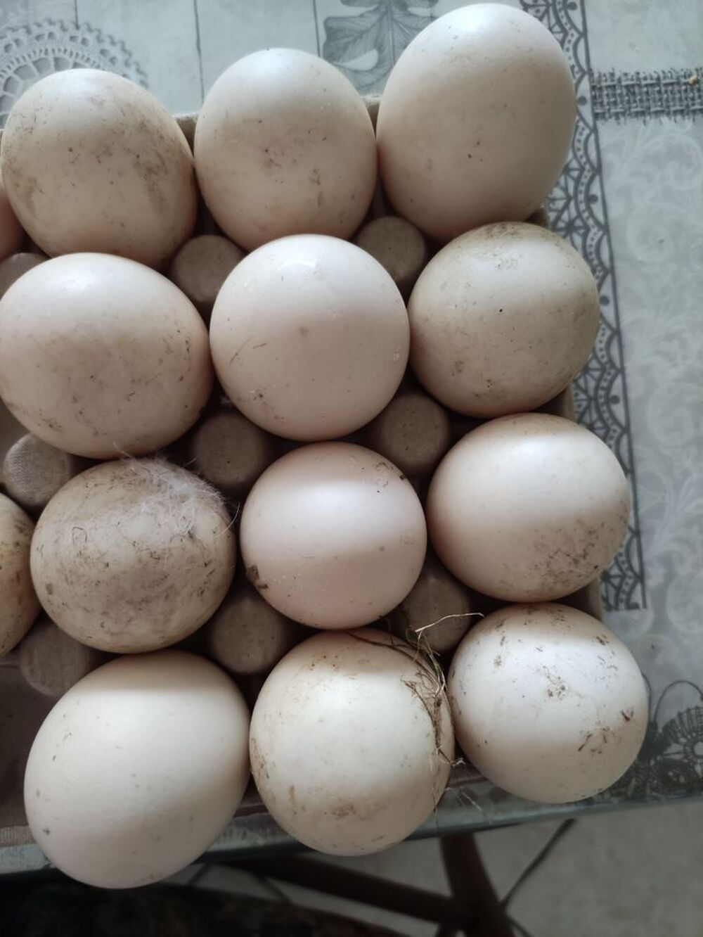 ?ufs de canne et poule Cuisine