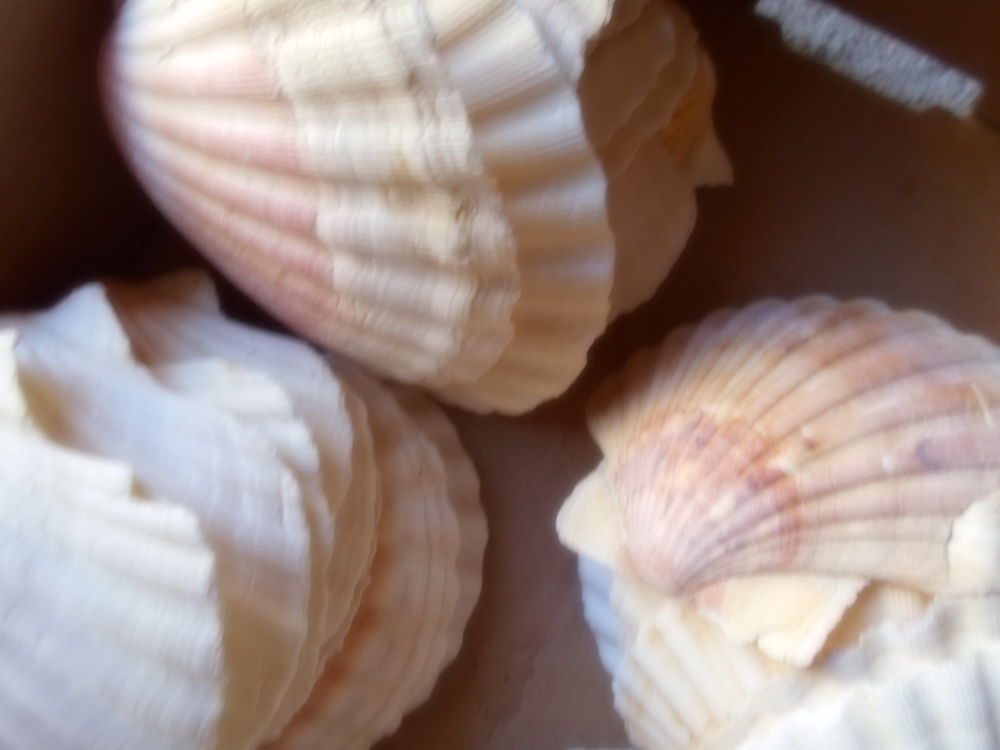 coquilles st jacques Décoration