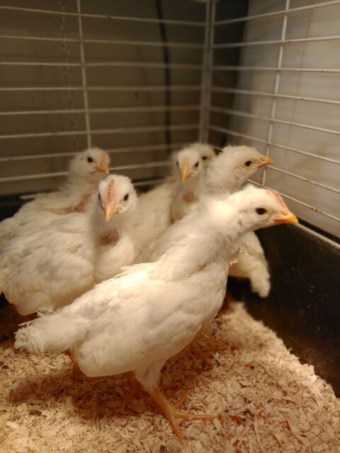 Poule et coq  azur poule rousse araucana brahma 10 33910 Saint-denis-de-pile