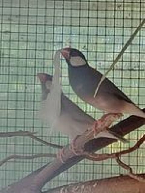   Couple de paddas  