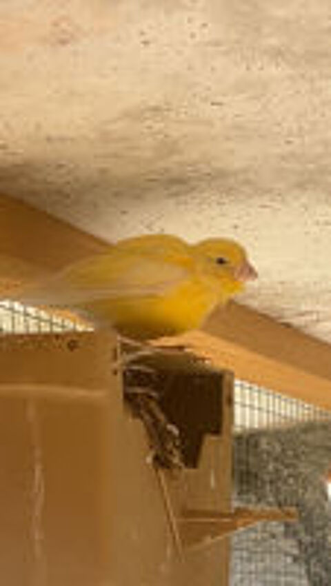   Oiseaux  