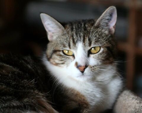 ESPOIR FEMELLE  SENIOR TIGRE BLANC 11 ANS 145 92260 Fontenay-aux-roses