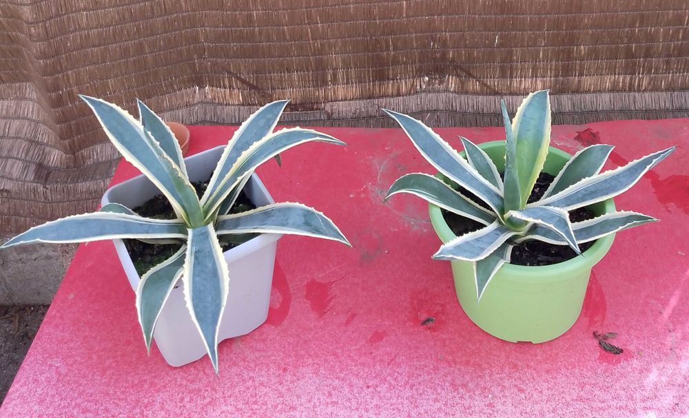 Agaves et pousses Jardin
