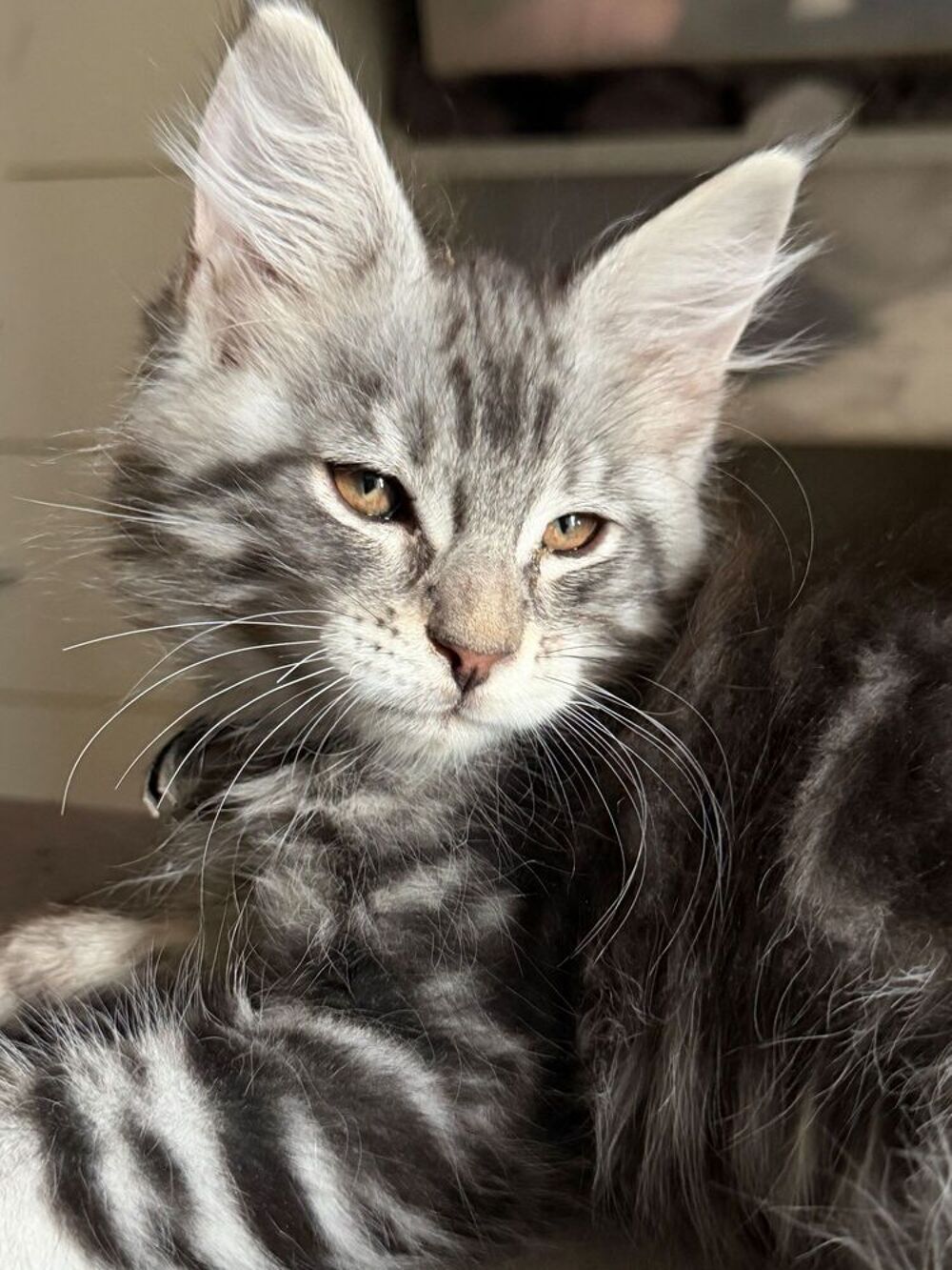   Chaton mâle Maine coon LOOF 