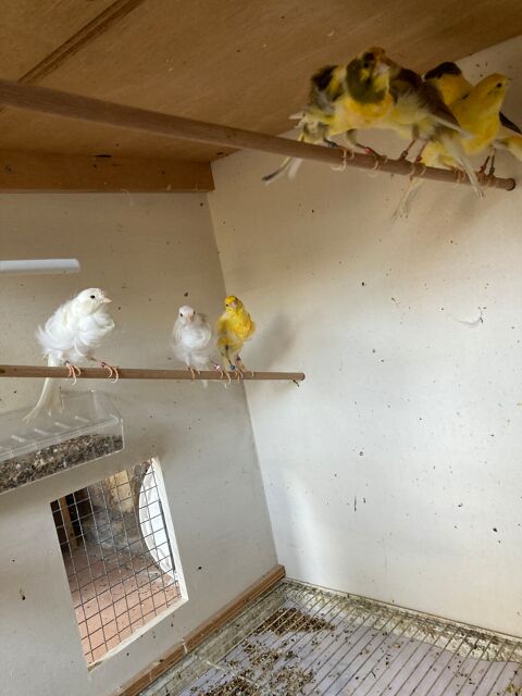 canari  fris mle ou autres
16260 Chasseneuil-sur-bonnieure