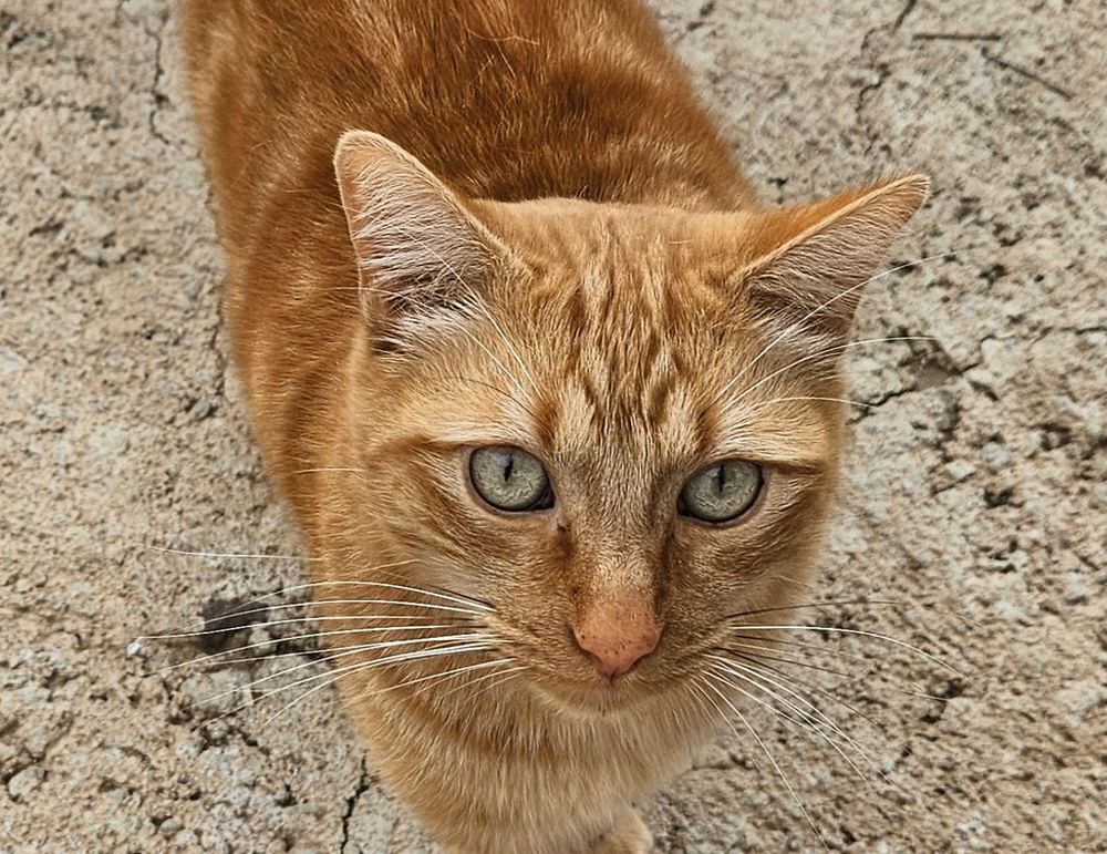   PIRATA 