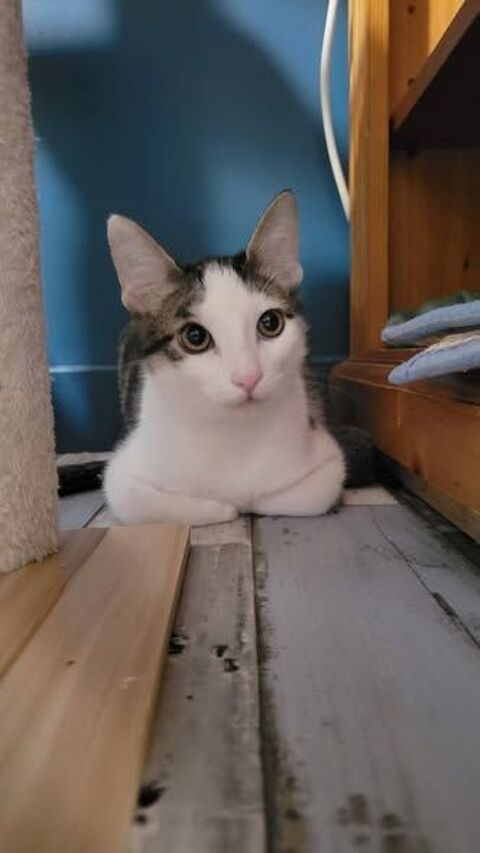 Chat TOKYO &agrave; l adoption 200 26270 Loriol-sur-drôme