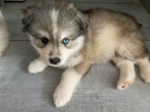   Chiots Pomsky F4 a réserver, 2 femelles et 3 mâles  