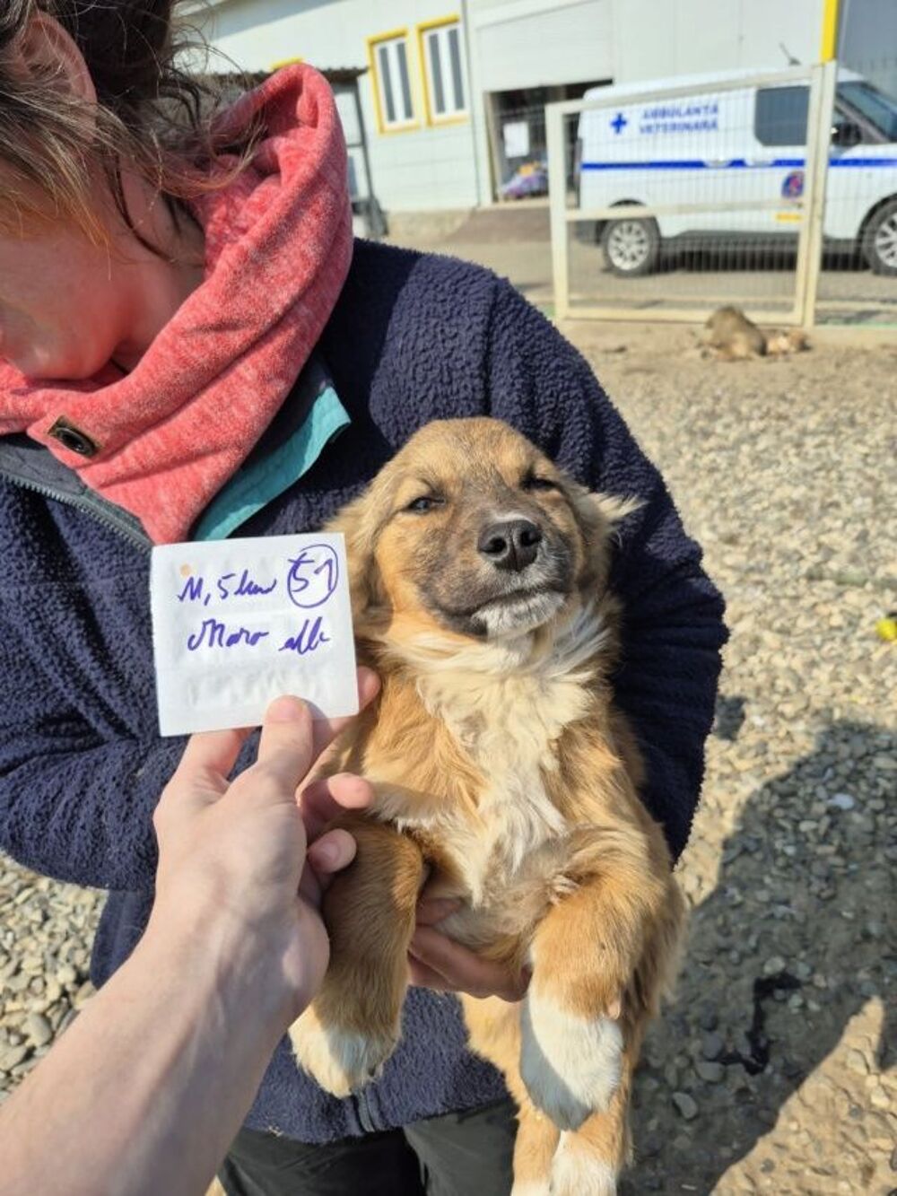   Virtus à l'adoption 