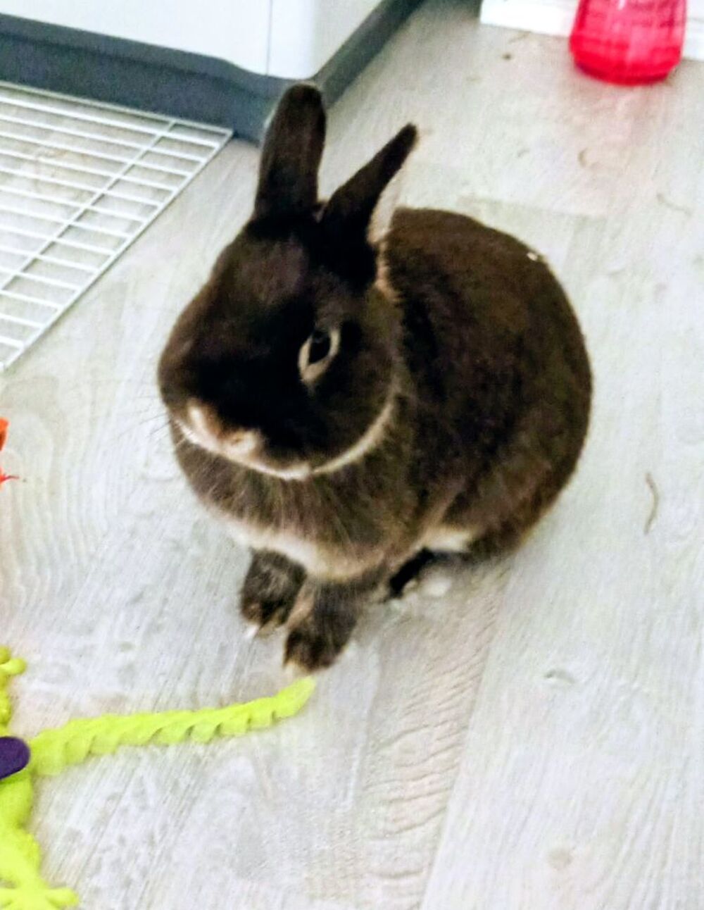   Lapin nain néerlandais 