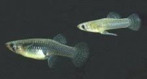 Gambusies mangeur de moustique 1 33150 Cenon