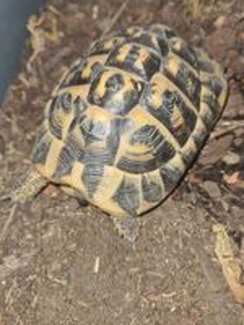   Tortue de terre femelle et male 