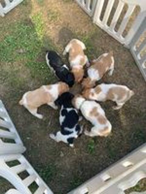   Chiots épagneuls breton  
