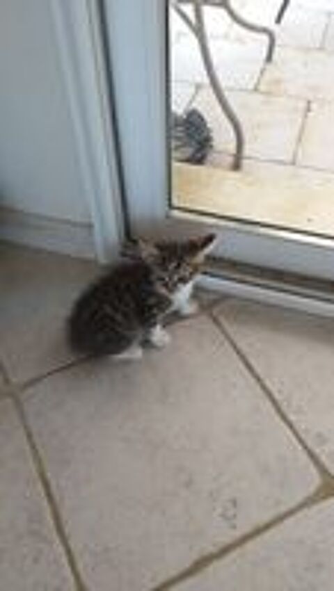   A réserver magnifiques chatons tigres  