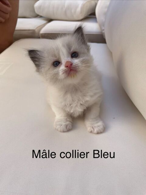 Chat Ragdoll 800 66000 Perpignan