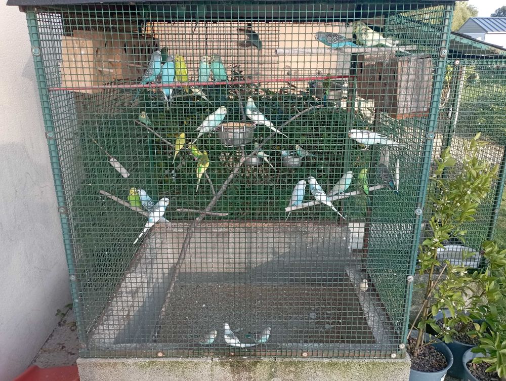 perruche ondul&eacute;e 5€ pi&egrave;ce Jardin