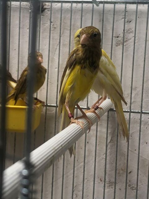 couple Canaris osos 60 95380 Louvres