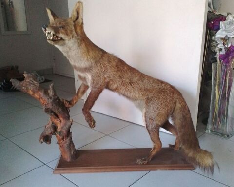 Gros Renard Naturalis� Boussy-Saint-Antoine (91)