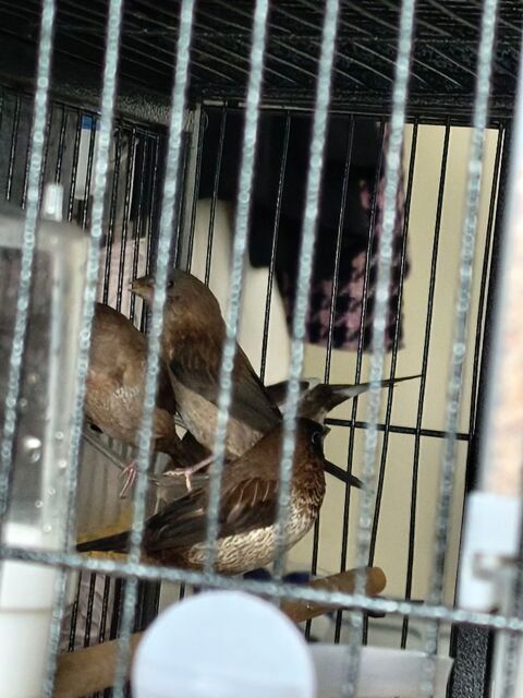 3 Moineaux du Japon 2 m&acirc;les 15 29880 Plouguerneau