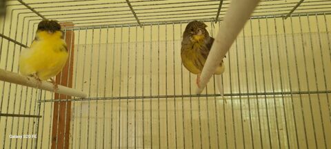  canaris Gloster 50 26210 Lens-lestang