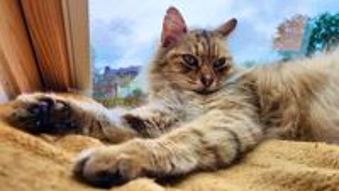   Zinia, adorable chatte à adopter 