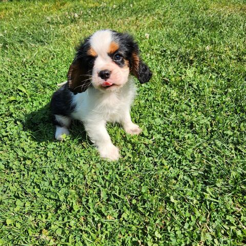 Chiots LOF Cavalier King Charles 51370 Ormes