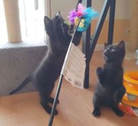   RAJAH et IAGO 