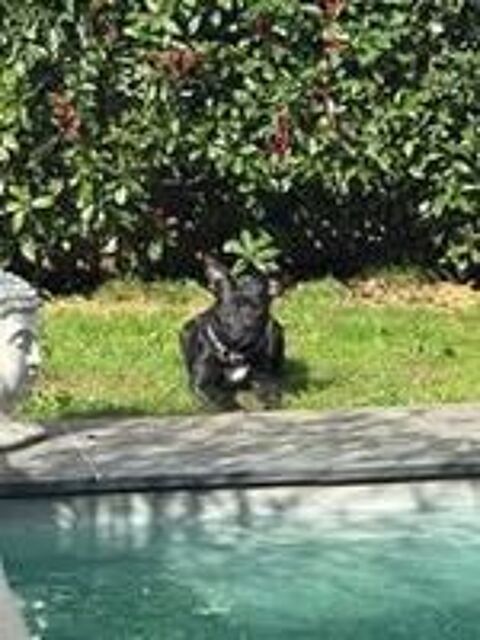  Chien ROCCO à l adoption 