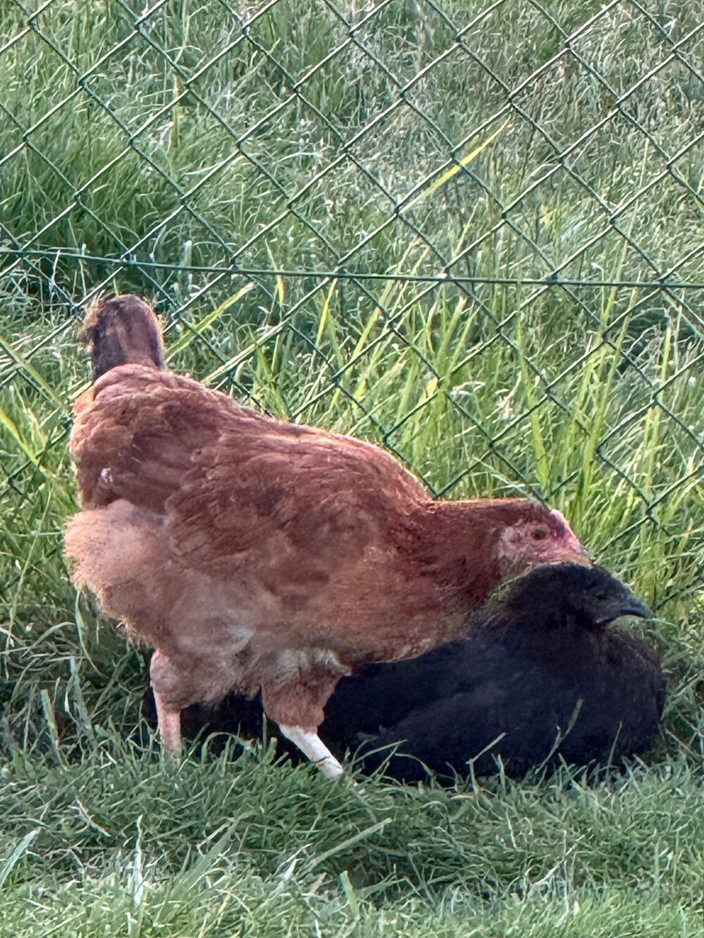   poulette 
