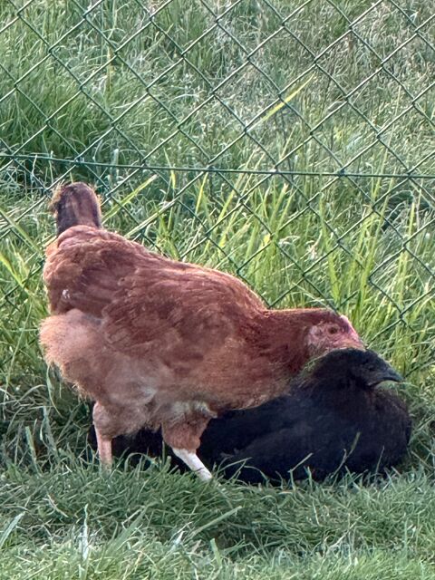 poulette 15 81990 Puygouzon