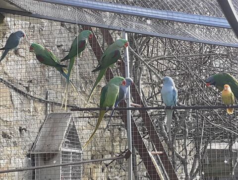 Perruches grand Alexandre 250 29250 Saint-pol-de-lon