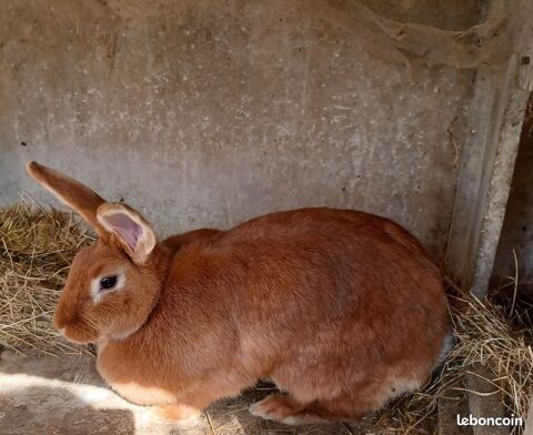 ECHANGE LAPIN Paray-le-Monial (71)